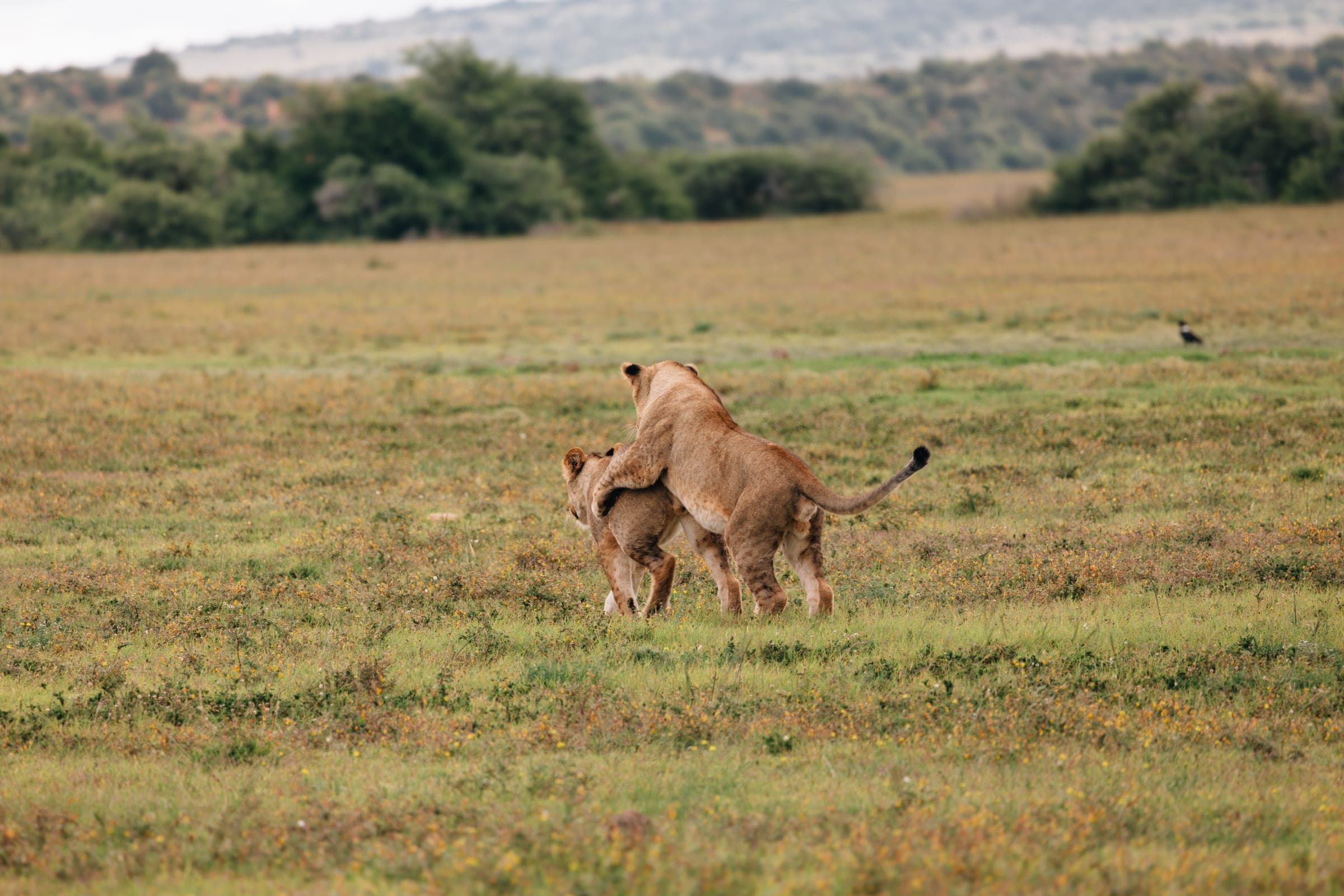 The Garden Route & a private safari