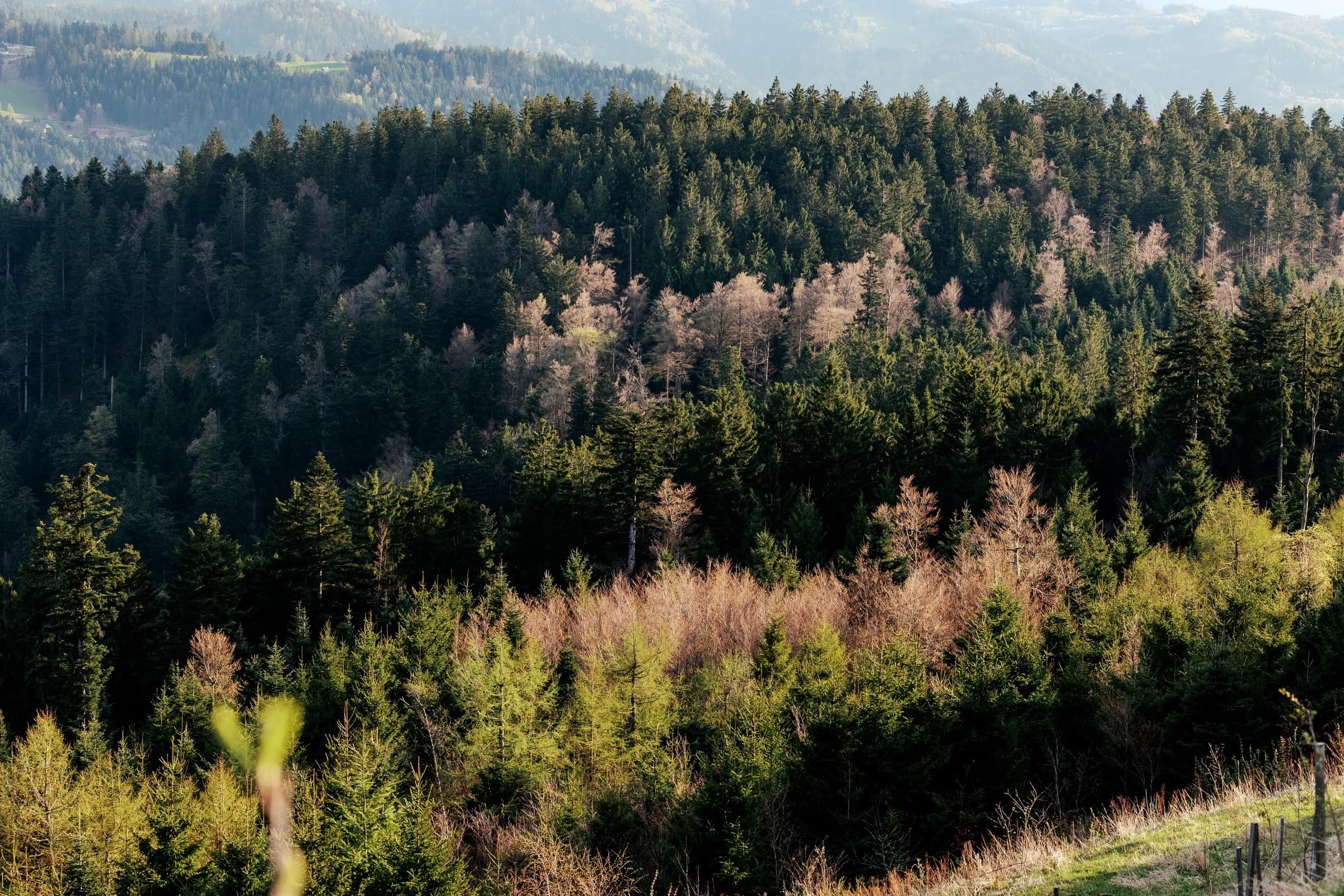 Black Forest Road Trip